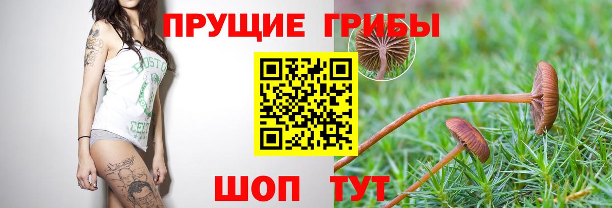 Новоалександровск  Галлюциногенные грибы Psilocybe  Вход с VPN 
